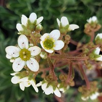 Saxifraga paniculata cartilaginea